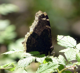 Mourning Cloak --- Nymphalis anitopa antiopa. by gailhampshire