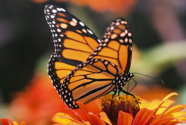 Monarch on Zinnia by Debbie Long / CC BY 2.0