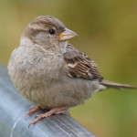 Gråsparv / House Sparrow by Stefan Berndtsson / CC BY 2.0