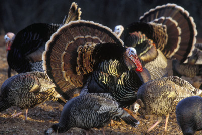 The Rio Grande wild turkey by U.S. Department of Agriculture / CC BY 2.0