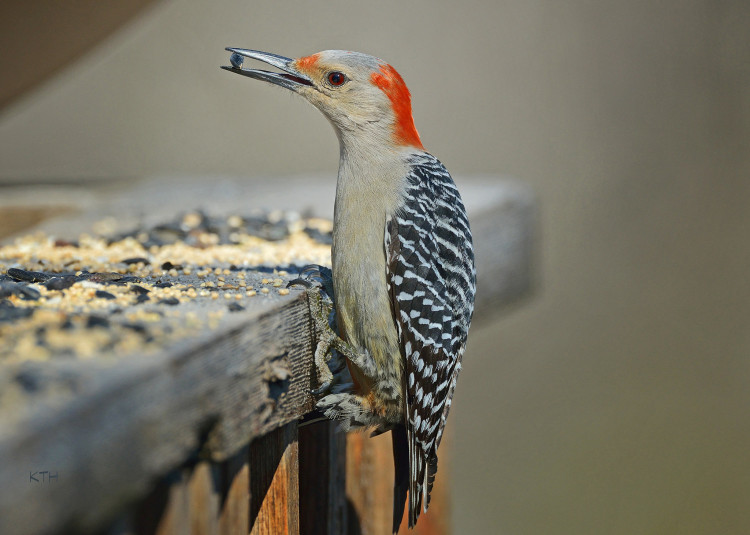 Red-bellied Woodpecker by Finiky / CC BY 2.0