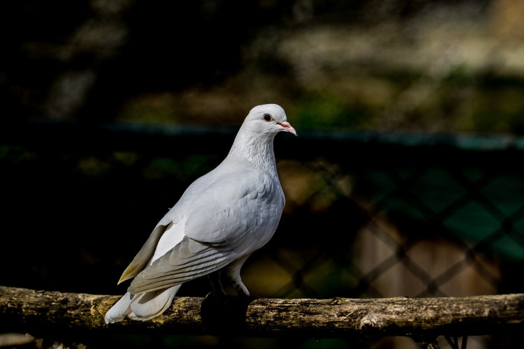 Pigeon by Esin Üstün / CC BY 2.0