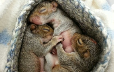 Babies Squirrels