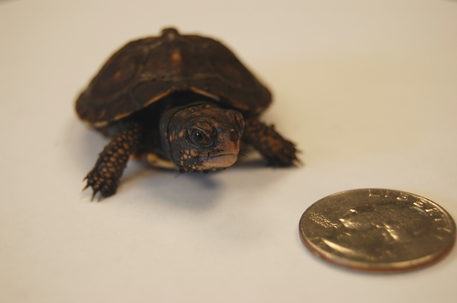 baby three toed box turtle