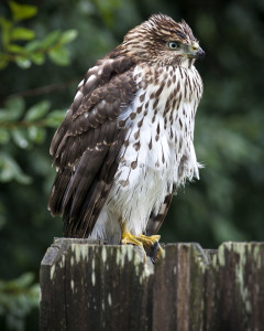 Cooper's Hawk waiting & watching by George Thomas / CC BY-NC-ND 2.0