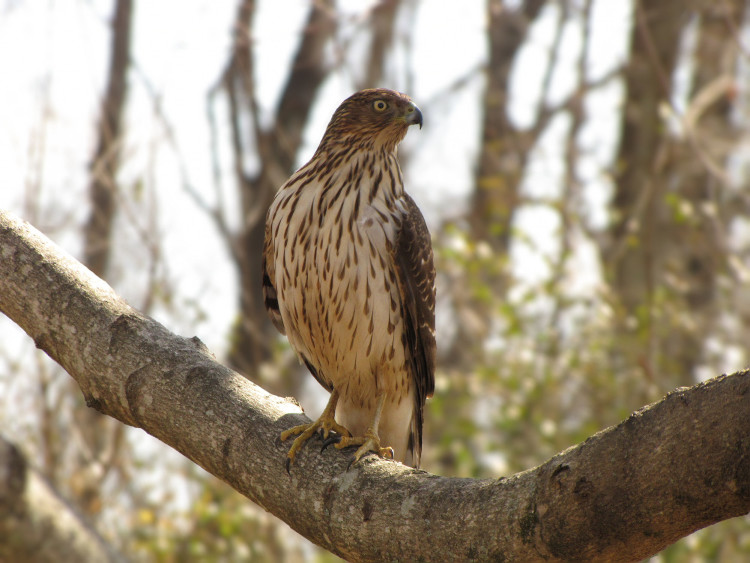 Immature Cooper's Hawk by Melissa Johnson / CC BY 2.0