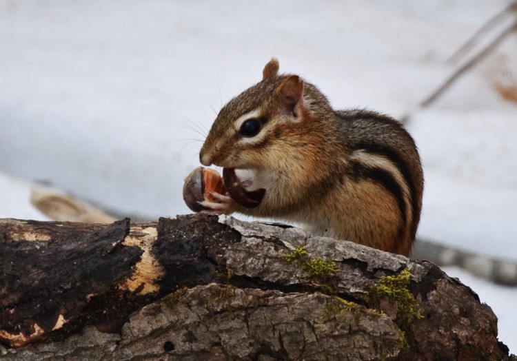 Snack time! by Robyn Gallant / CC BY 2.0