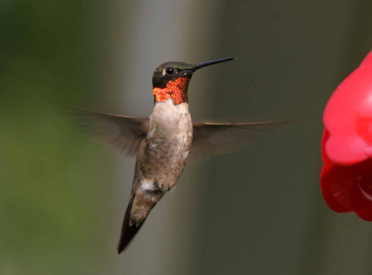 Hummingbird by Curt Hart / CC BY 2.0