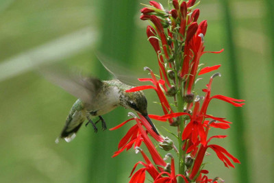 Ruby-throated Hummingbird at Cardinal Flower by John Heinz / CC BY 2.0