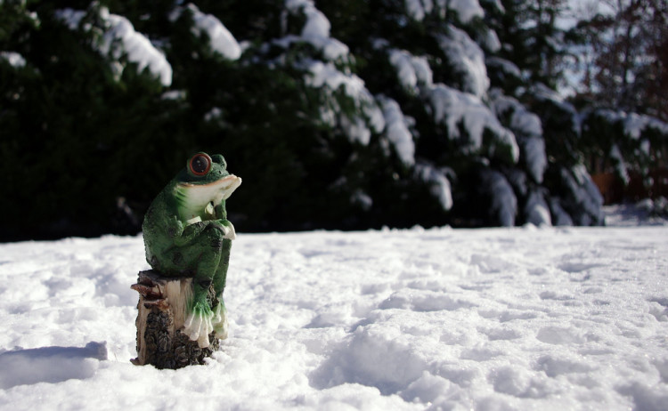 Mr. Frog's Snowy Day II by Scott Akerman / CC BY 2.0