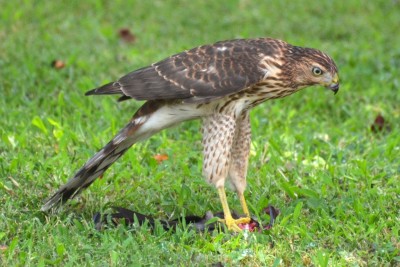 Cooper's Hawk by Tony Alter / CC by 2.0