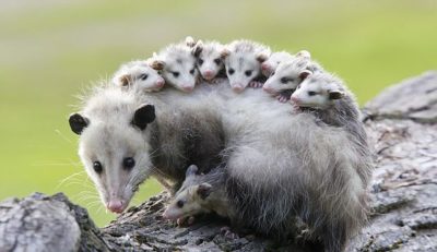 Virginia Opossums - City Wildlife