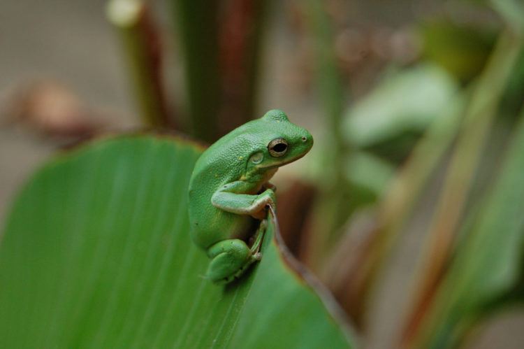 A Green Tree Frog by  Mangrove Mike