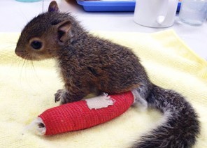 After a tumble from a tree, a baby squirrel becomes a starlet