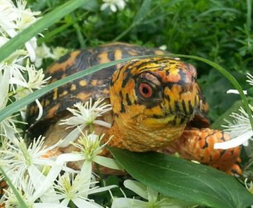 Box Turtle Release in Flowers