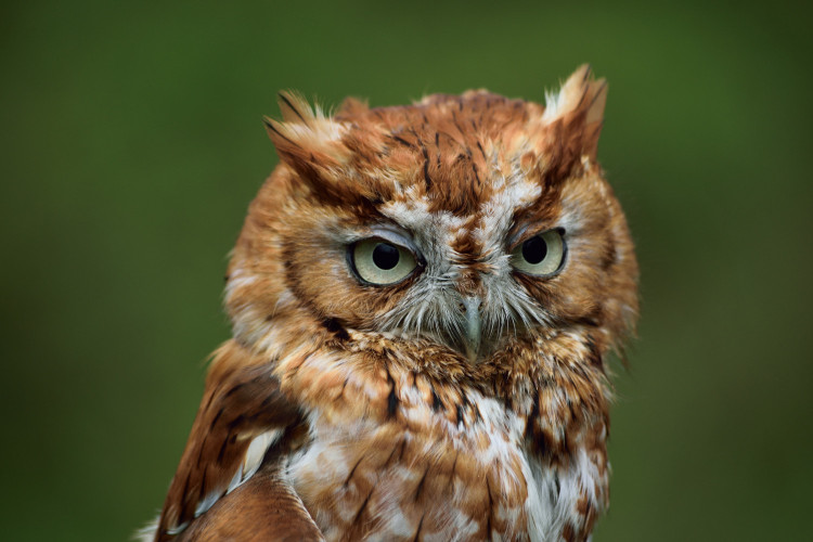 Eastern Screech Owl Red Morph