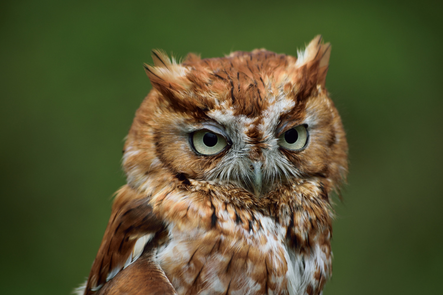 owl sounds at night