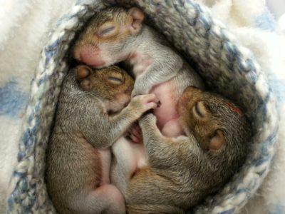 First Baby Squirrels 2014