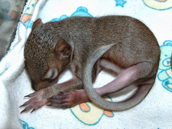 Infant Squirrel with Fur