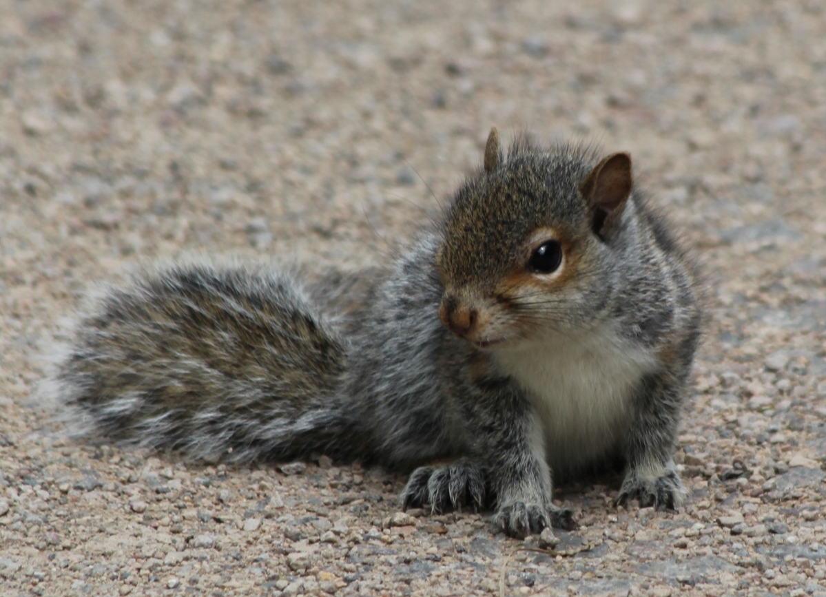 Baby Squirrels  City Wildlife