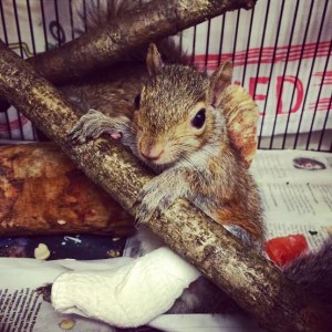 Squirrel with Broken Ankle