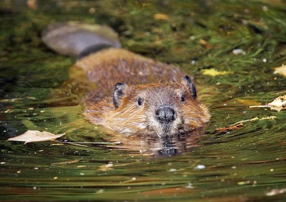 Hey, Who Took My Tree?” Living with the Busy Beaver - City Wildlife
