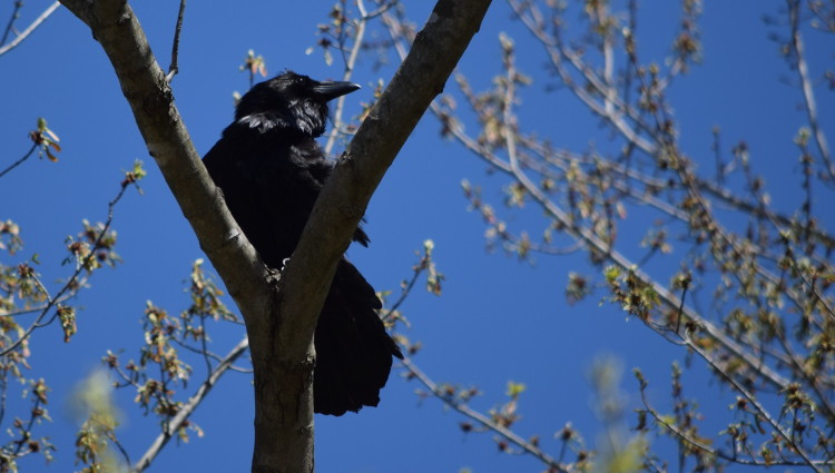 Raven nesting in DC by Dan Rauch, Wildlife Biologist DOEE