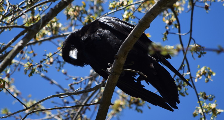 Raven in DC by Dan Rauch, Wildlife Biologist DOEE