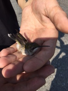 Ruby-throated hummingbird rescued by ACO officers at Safeway