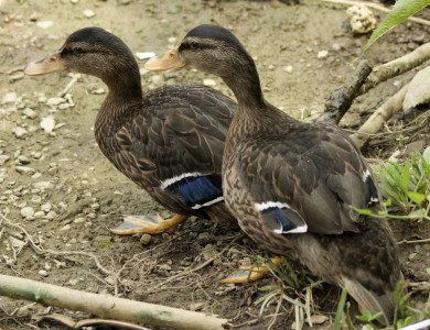 Female Ducks