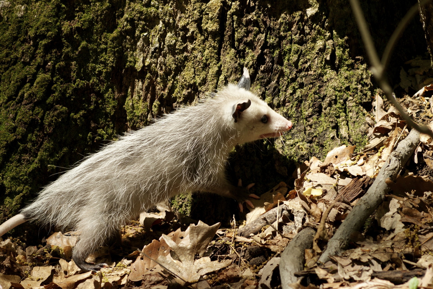 The Truth About Opossums - City Wildlife
