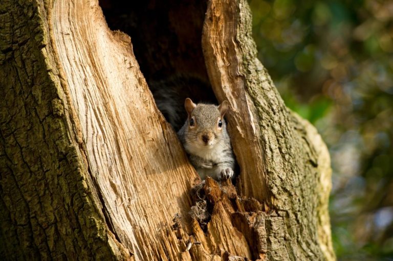 1200-111912255-gray-squirrel-nest - City Wildlife