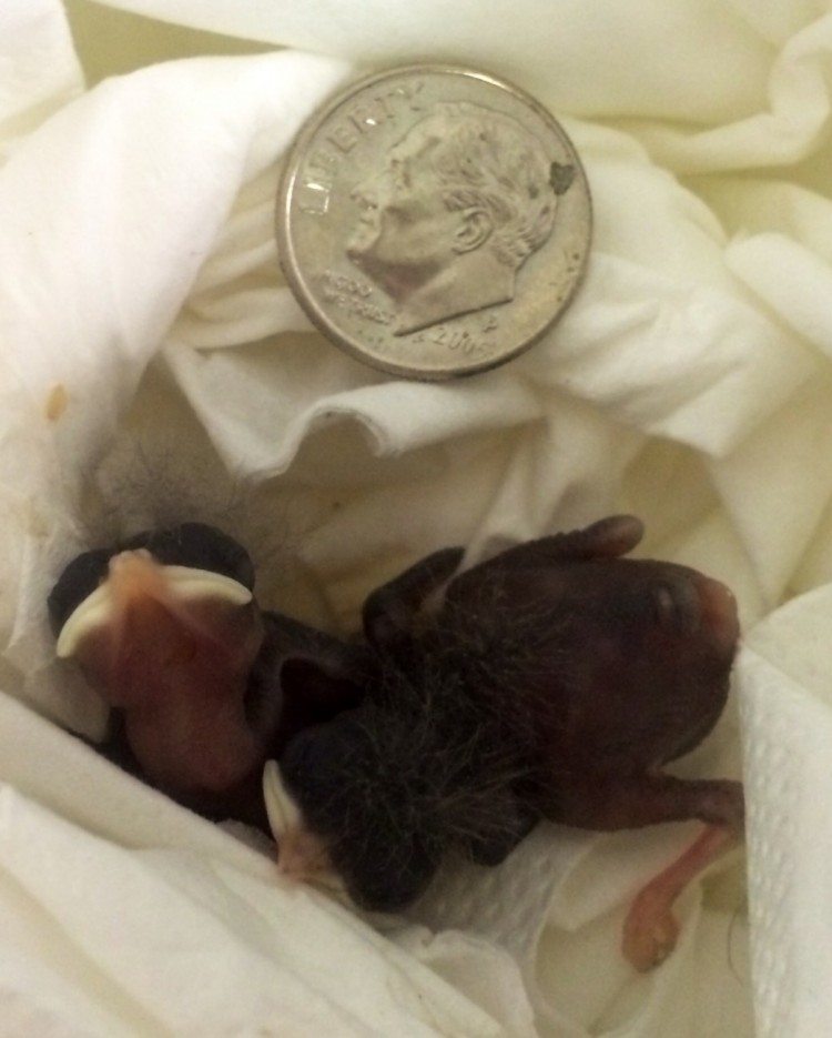 House Wrens Nestlings City Wildlife