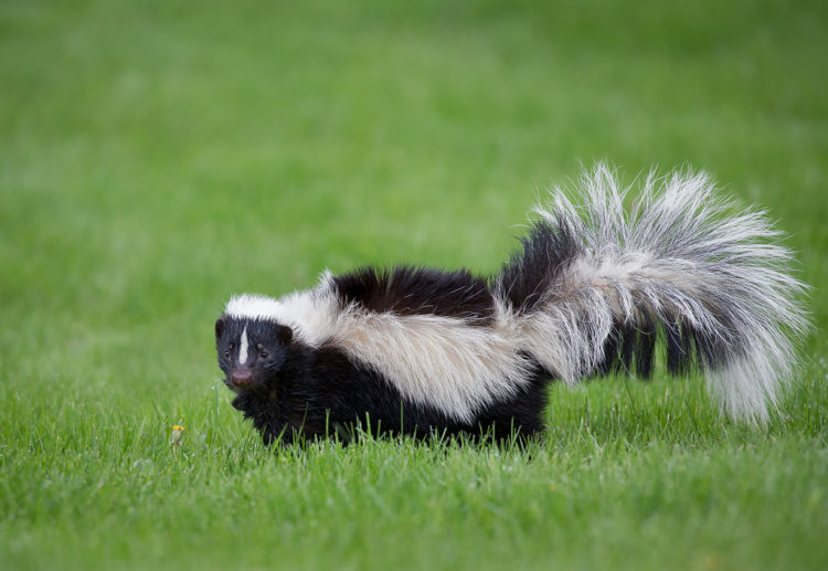are skunks nocturnal