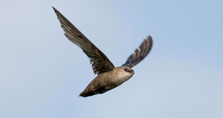 Chimney Swifts - City Wildlife