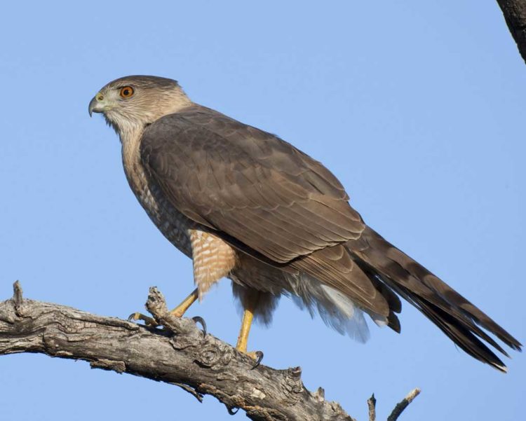 Hawks - City Wildlife