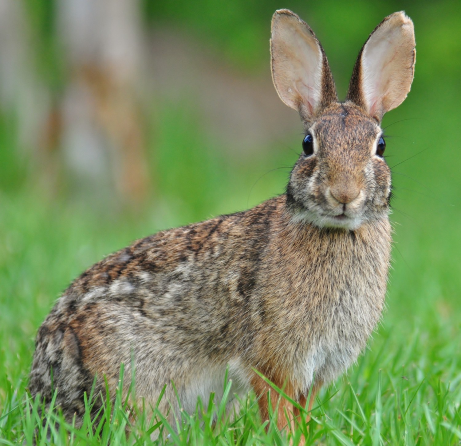Eastern Cottontails - City Wildlife